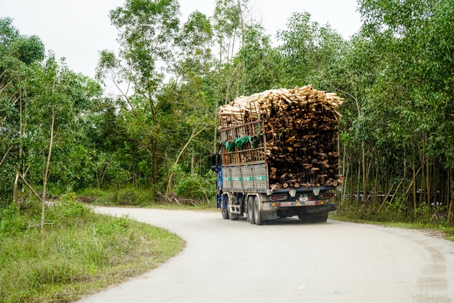 Nông dân Huế hối hả thu hoạch keo lá tràm chạy bão - 9 Nông dân Huế hối hả thu hoạch keo lá tràm chạy bão - 9