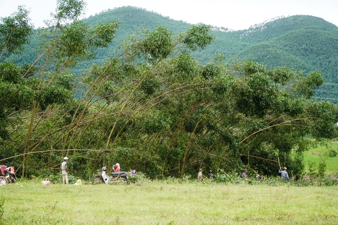 Nông dân Huế hối hả thu hoạch keo lá tràm chạy bão - 2 Nông dân Huế hối hả thu hoạch keo lá tràm chạy bão - 2