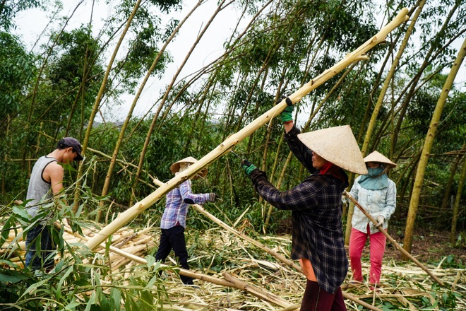 Nông dân Huế hối hả thu hoạch keo lá tràm chạy bão - 15 Nông dân Huế hối hả thu hoạch keo lá tràm chạy bão - 15