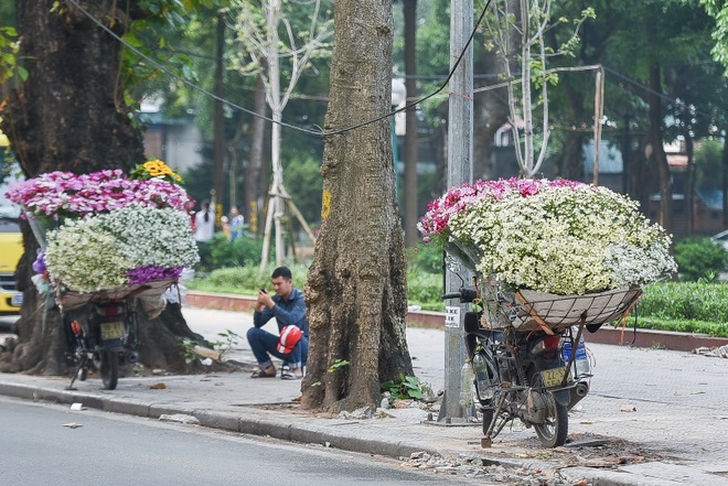 Cúc họa mi đầu mùa: Dân buôn hét giá cả trăm ngàn một bó vẫn cháy hàng - 7 Cúc họa mi đầu mùa: Dân buôn hét giá cả trăm ngàn một bó vẫn cháy hàng - 7
