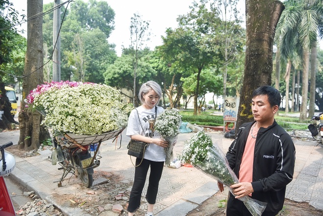 Cúc họa mi đầu mùa: Dân buôn hét giá cả trăm ngàn một bó vẫn cháy hàng - 8 Cúc họa mi đầu mùa: Dân buôn hét giá cả trăm ngàn một bó vẫn cháy hàng - 8