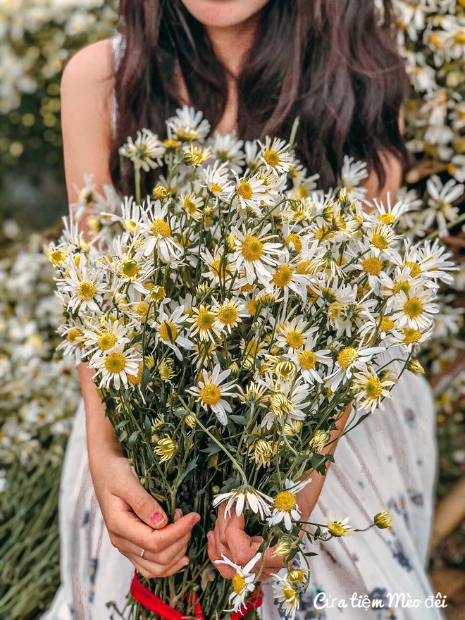 Dazedly admiring the chrysanthemum field between Moc Chau Plateau - 7