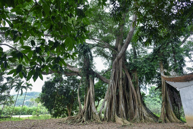 Unique thousand-year-old treasures next to the sacred temple in Hanoi - 10