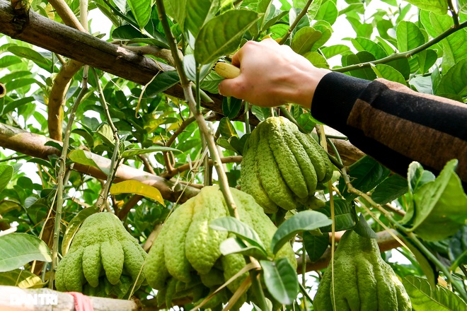 Ghé thăm vựa phật thủ lớn nhất miền Bắc những ngày cận Tết Nguyên đán - 2 Ghé thăm vựa phật thủ lớn nhất miền Bắc những ngày cận Tết Nguyên đán - 2