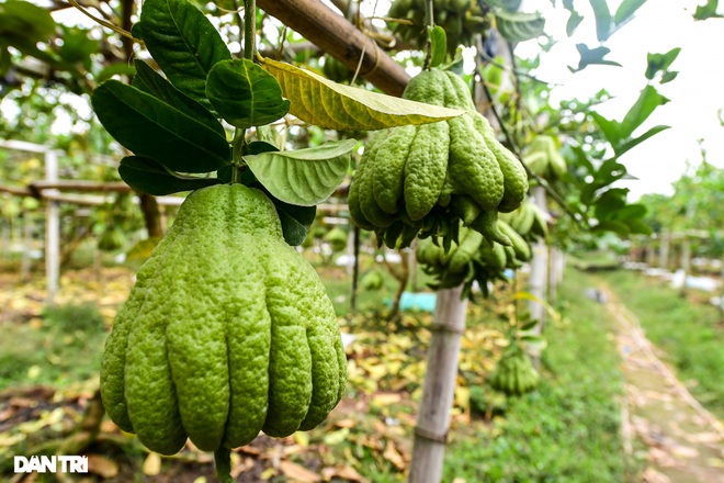Ghé thăm vựa phật thủ lớn nhất miền Bắc những ngày cận Tết Nguyên đán - 6 Ghé thăm vựa phật thủ lớn nhất miền Bắc những ngày cận Tết Nguyên đán - 6