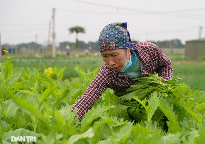 Nông dân ở Hà Nội khóc ròng vì rau xanh rớt giá thê thảm, khó tiêu thụ - 4