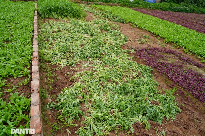 Nông dân ở Hà Nội khóc ròng vì rau xanh rớt giá thê thảm, khó tiêu thụ - 5