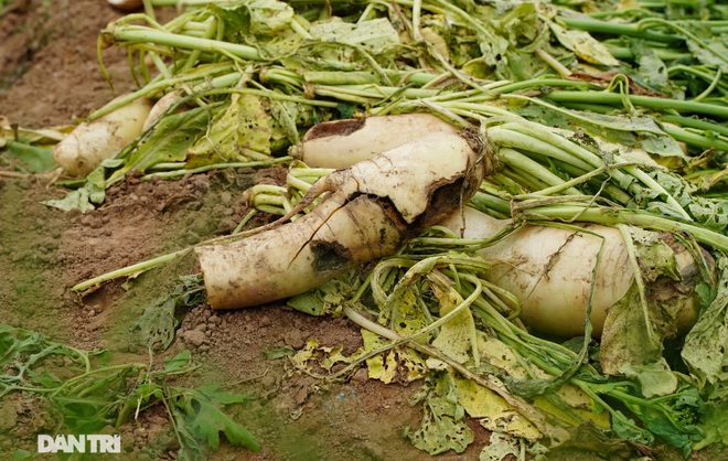 Không được giải cứu như Hải Dương, trăm tấn củ cải, cà chua ế hỏng ở Hà Nội - 9 Không được giải cứu như Hải Dương, trăm tấn củ cải, cà chua ế hỏng ở Hà Nội - 9