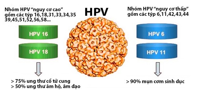 Điểm danh các chủng HPV gây ung thư - 1