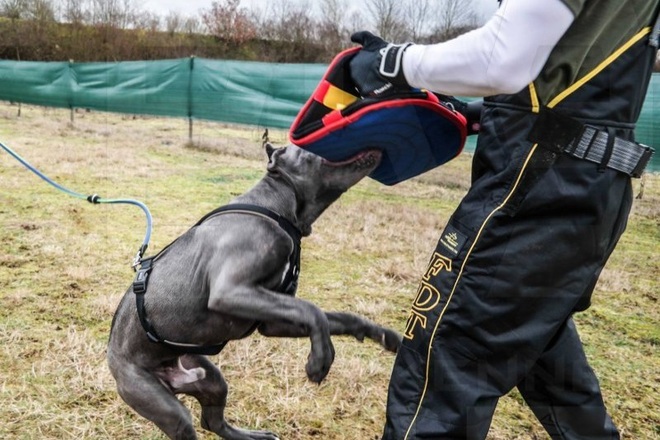 Gậy, chích điện, hơi cay... cũng không ngăn được cơn điên của chó Pitbull - 2 Gậy, chích điện, hơi cay... cũng không ngăn được cơn điên của chó Pitbull - 2