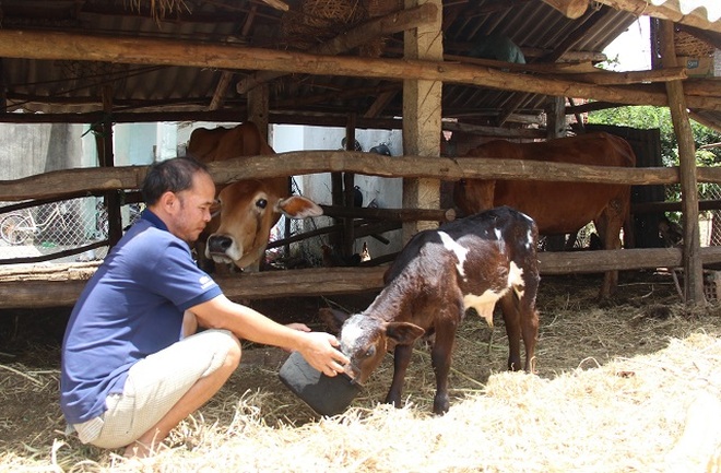 Gần 1.000 con bò da lở loét, nổi u cục bất thường, nông dân lo sốt vó - 3