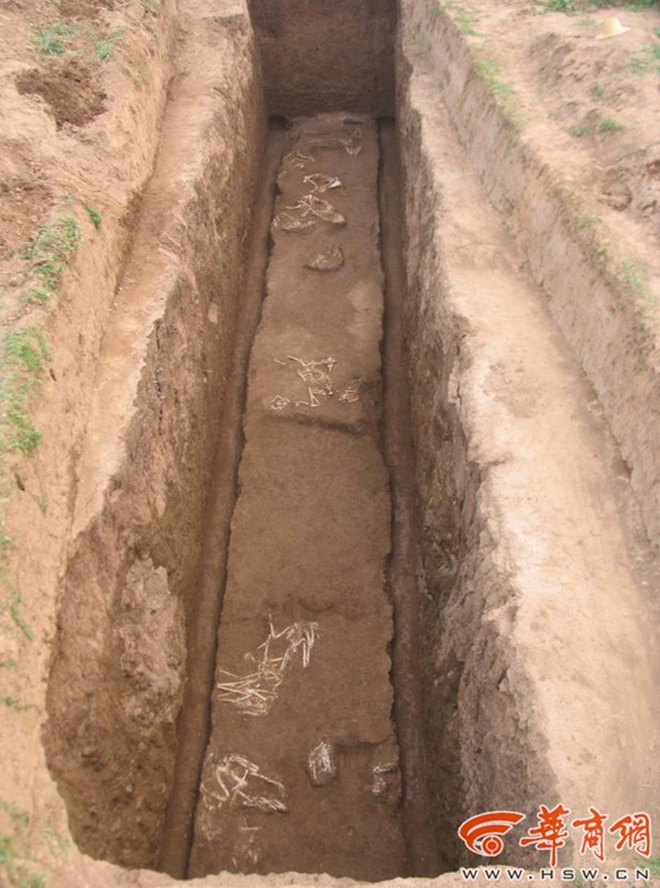 Giống loài chưa từng được biết đến trong lăng mộ bà nội Tần Thủy Hoàng - 2