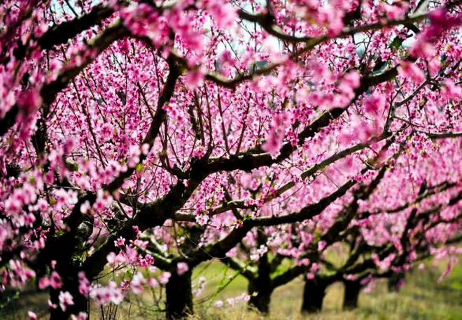 Mê mẩn vườn đào trĩu trịt quả thơm ngon, mọng nước - 2 Mê mẩn vườn đào trĩu trịt quả thơm ngon, mọng nước - 2