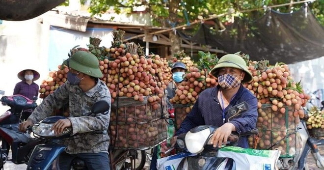 Bắc Giang: Đề nghị Thủ tướng cho phép ưu tiên xe vận chuyển vải thiều - 1 Bắc Giang: Đề nghị Thủ tướng cho phép ưu tiên xe vận chuyển vải thiều - 1