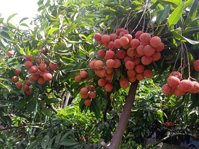 30.000 tấn vải Lục Ngạn đã được Trung Quốc ký bao tiêu - 1 30.000 tấn vải Lục Ngạn đã được Trung Quốc ký bao tiêu - 1
