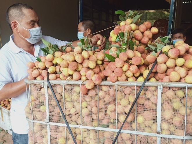 Bắc Giang xin làn xanh cho xe vận chuyển vải lưu thông nhanh chóng - 3