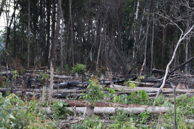 Đăk Nông: Rầm rộ phá rừng để chiếm đất trồng cây, dựng nhà trái phép - 9