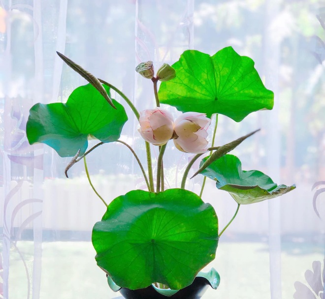 Yêu thích hương hoa mùa hạ, cô giáo Hà Nội mang cả đầm sen vào nhà - 6 Yêu thích hương hoa mùa hạ, cô giáo Hà Nội mang cả đầm sen vào nhà - 6