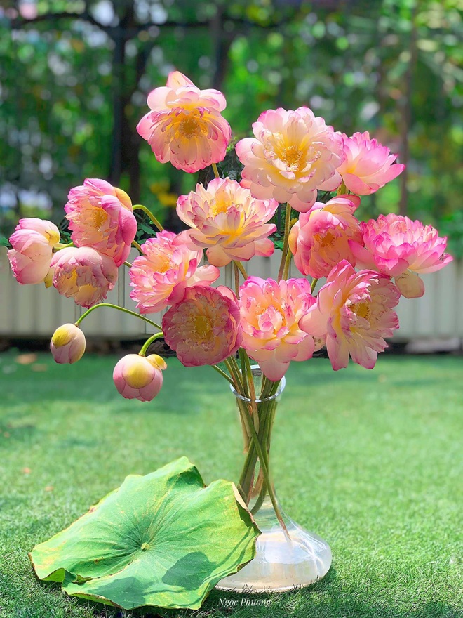 Yêu thích hương hoa mùa hạ, cô giáo Hà Nội mang cả đầm sen vào nhà - 7