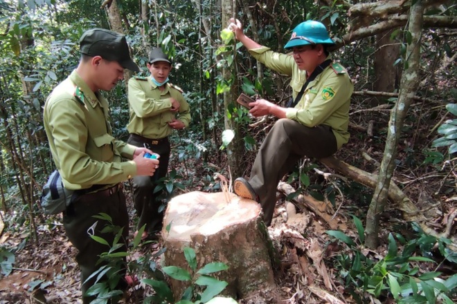 Phá rừng ở Gia Lai: Giao công an điều tra, đủ yếu tố sẽ xử lý hình sự - 2 Phá rừng ở Gia Lai: Giao công an điều tra, đủ yếu tố sẽ xử lý hình sự - 2