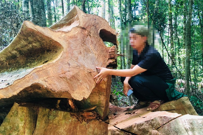 Phá rừng ở Gia Lai: Giao công an điều tra, đủ yếu tố sẽ xử lý hình sự - 10 Phá rừng ở Gia Lai: Giao công an điều tra, đủ yếu tố sẽ xử lý hình sự - 10