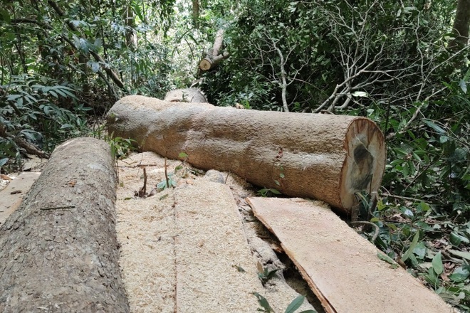 Phá rừng ở Gia Lai: Giao công an điều tra, đủ yếu tố sẽ xử lý hình sự - 3 Phá rừng ở Gia Lai: Giao công an điều tra, đủ yếu tố sẽ xử lý hình sự - 3