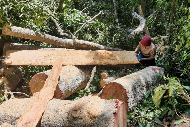 Phá rừng ở Gia Lai: Giao công an điều tra, đủ yếu tố sẽ xử lý hình sự - 7 Phá rừng ở Gia Lai: Giao công an điều tra, đủ yếu tố sẽ xử lý hình sự - 7