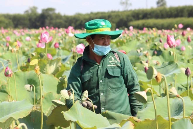 Lạ mà hay Nuôi loài cá suýt tuyệt chủng dưới ao sen bán đắt tiền