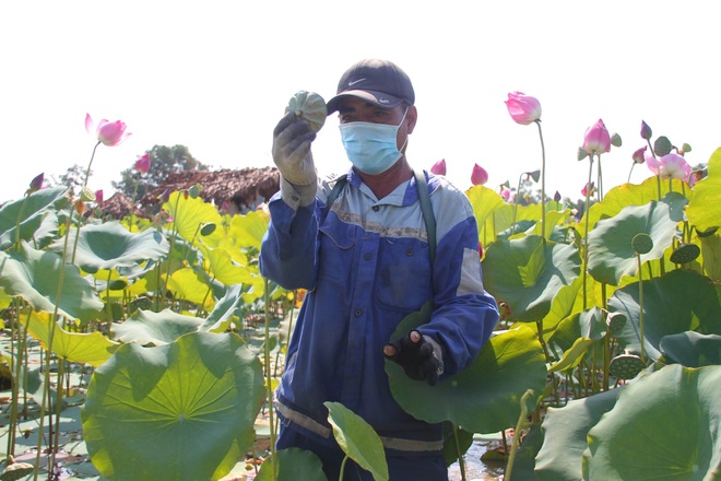 Trồng sen thả cá nữ nông dân thu tiền tỷ mỗi năm  Báo Phụ Nữ Việt Nam