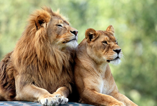 Bầy sư tử trong vườn thú Ấn Độ mắc Covid-19: Một con sư tử cái đã chết - 1