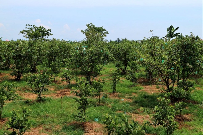 Lão nông bắt cây ra quả trên đất cằn, thu hàng trăm triệu đồng mỗi năm - 5