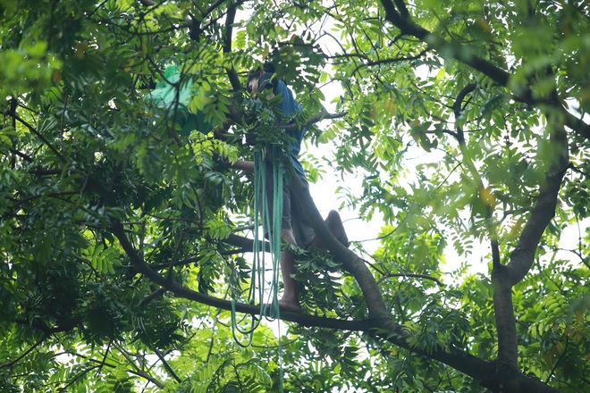 Bất chấp nguy hiểm, sấu thủ đu dây trên ngọn cây hái quả - 2 Bất chấp nguy hiểm, sấu thủ đu dây trên ngọn cây hái quả - 2