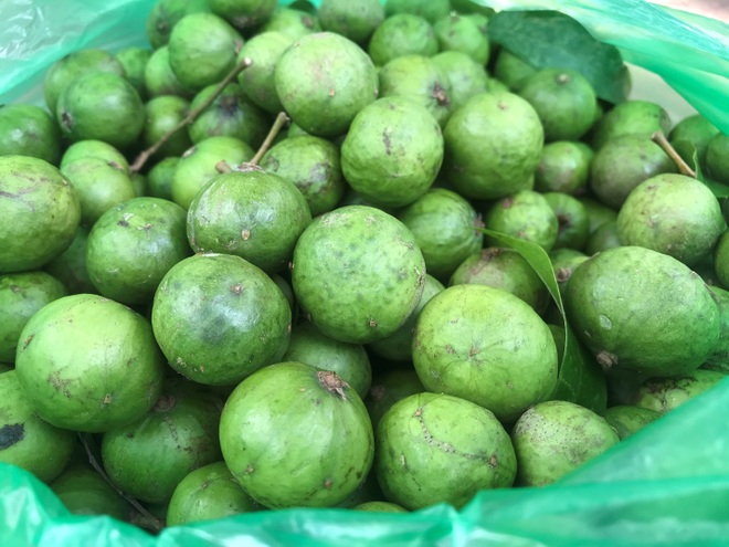 Bất chấp nguy hiểm, sấu thủ đu dây trên ngọn cây hái quả - 7 Bất chấp nguy hiểm, sấu thủ đu dây trên ngọn cây hái quả - 7