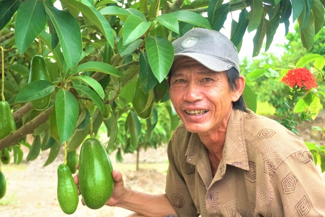 Lão nông Tiền Giang sống khỏe với giống bơ siêu lùn cho trái trĩu cây - 1 Lão nông Tiền Giang sống khỏe với giống bơ siêu lùn cho trái trĩu cây - 1