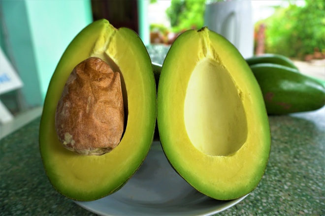 Lão nông Tiền Giang sống khỏe với giống bơ siêu lùn cho trái trĩu cây - 4 Lão nông Tiền Giang sống khỏe với giống bơ siêu lùn cho trái trĩu cây - 4