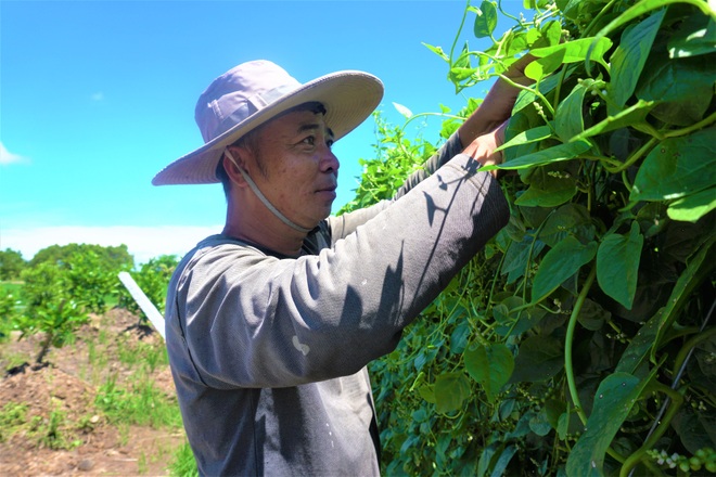 Nông dân đổi đời nhờ trồng mồng tơi bán hạt - 1 Nông dân đổi đời nhờ trồng mồng tơi bán hạt - 1