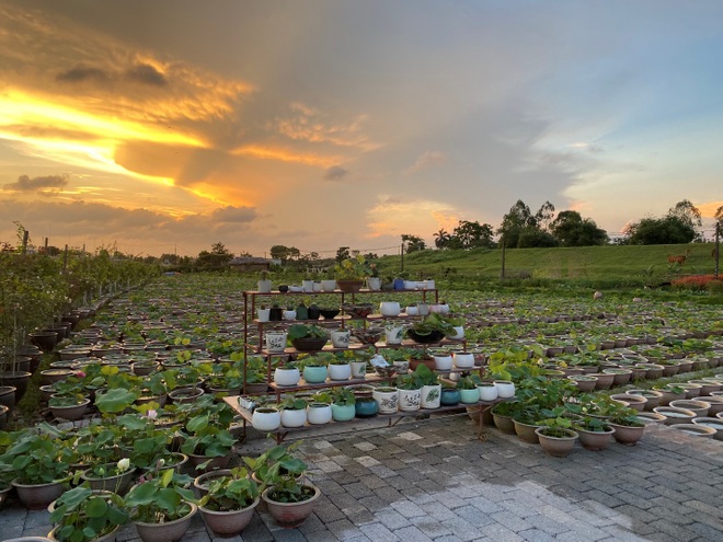 Overwhelmed by the shallow lotus pond with more than 10,000 pots of the boy from the countryside - 3