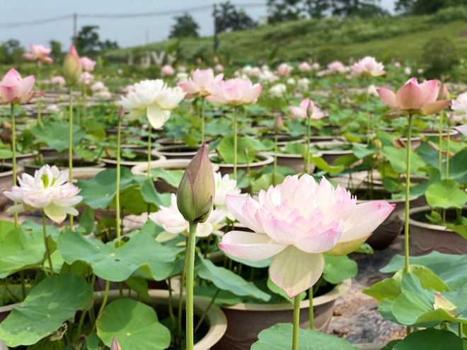 Overwhelmed by the shallow lotus pond with more than 10,000 pots of the boy from the countryside - 5