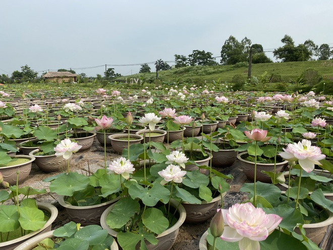 Overwhelmed by the shallow lotus pond with more than 10,000 pots of the boy from the countryside - 1