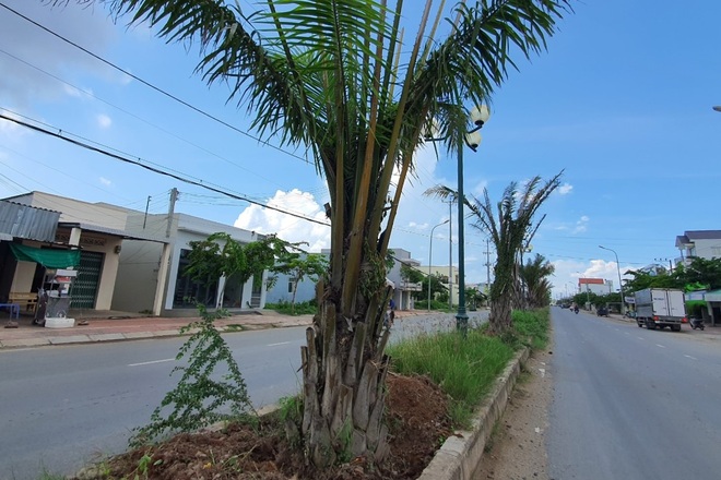 Hàng chục cây cọ bất ngờ bị bứng khỏi tuyến đường trăm tỷ - 1 Hàng chục cây cọ bất ngờ bị bứng khỏi tuyến đường trăm tỷ - 1