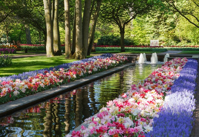 Say đắm với cảnh sắc vườn hoa đẹp nhất Hà Lan - 3