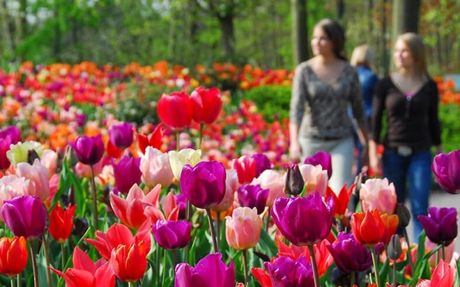 Say đắm với cảnh sắc vườn hoa đẹp nhất Hà Lan - 4