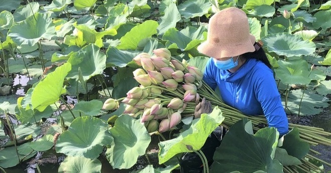 Thất nghiệp vì Covid-19, nhân viên du lịch chân lấm tay bùn mưu sinh - 5