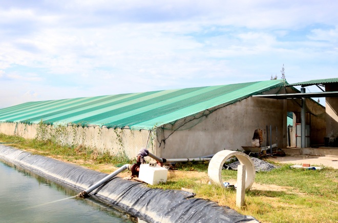 Cựu chiến binh lãi gần 1 tỷ đồng mỗi năm nhờ nuôi tôm kiểu mới - 1 Cựu chiến binh lãi gần 1 tỷ đồng mỗi năm nhờ nuôi tôm kiểu mới - 1