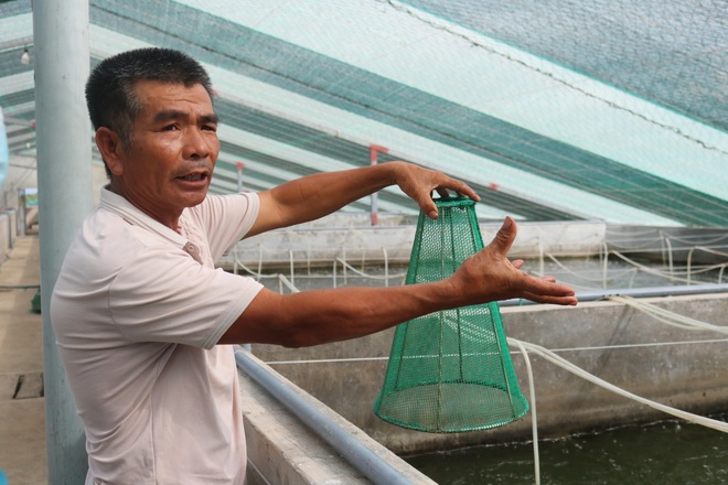 Cựu chiến binh lãi gần 1 tỷ đồng mỗi năm nhờ nuôi tôm kiểu mới - 5 Cựu chiến binh lãi gần 1 tỷ đồng mỗi năm nhờ nuôi tôm kiểu mới - 5