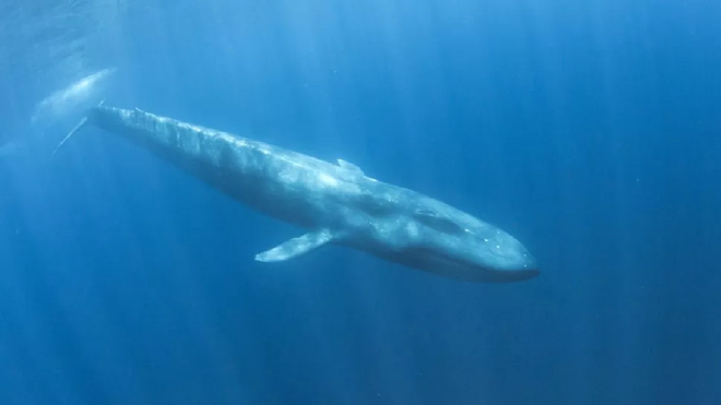 Máy dò bom hạt nhân phát hiện loài cá voi mới ẩn náu ở Ấn Độ Dương - 2