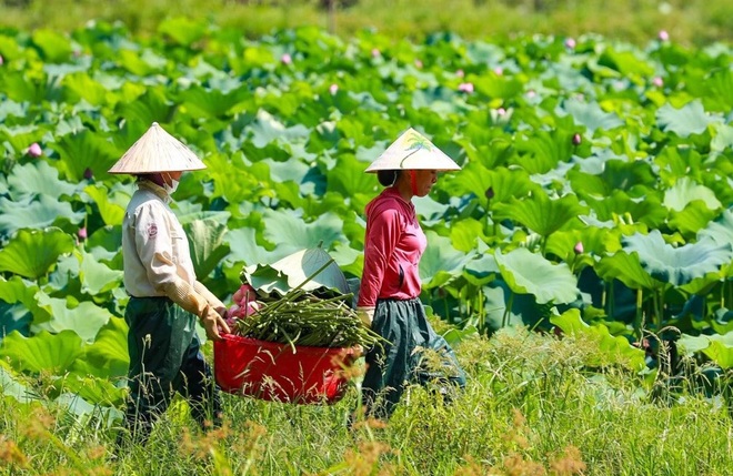 Thất nghiệp vì Covid-19, nhân viên du lịch chân lấm tay bùn mưu sinh - 3