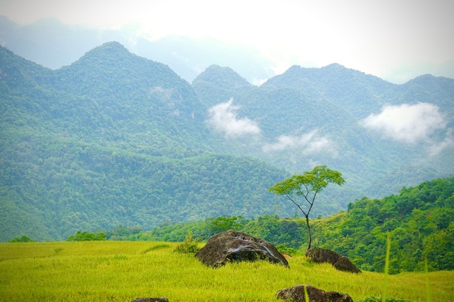 Brilliant golden season on the top of Pu Luong - 4