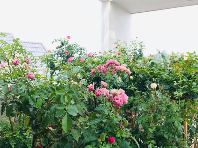 Vườn hoa hồng rực rỡ trên sân thượng của cô gái 9X Vĩnh Phúc tặng mẹ - 2 Vườn hoa hồng rực rỡ trên sân thượng của cô gái 9X Vĩnh Phúc tặng mẹ - 2