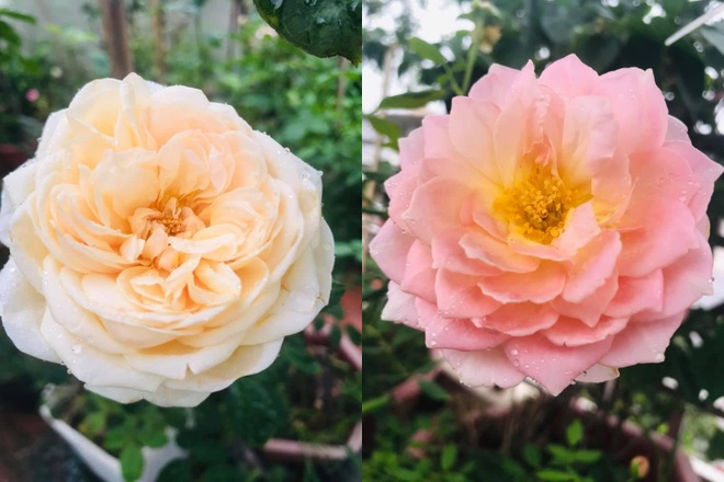 Vườn hoa hồng rực rỡ trên sân thượng của cô gái 9X Vĩnh Phúc tặng mẹ - 4